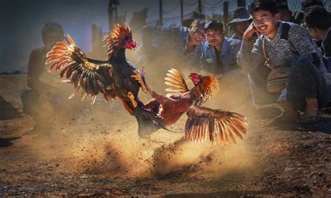sabong 67 hôm nay|Tin Tức Đá Gà Mới Nhất Nhanh Nhất Cập Nhật Hàng Ngày.